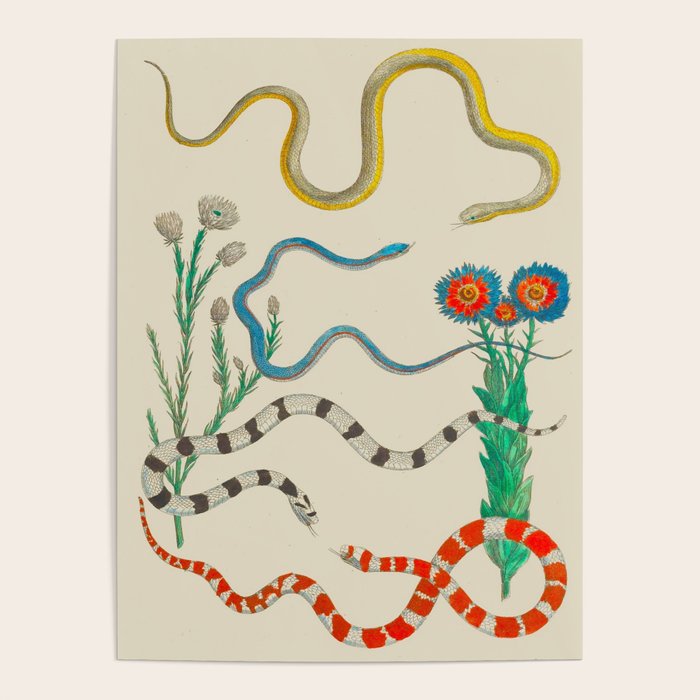 Locupletissimi rerum naturalium - vol. 2 - Albertus Seba Colorful Snake Floral Arrangement Poster Gallery Image 3