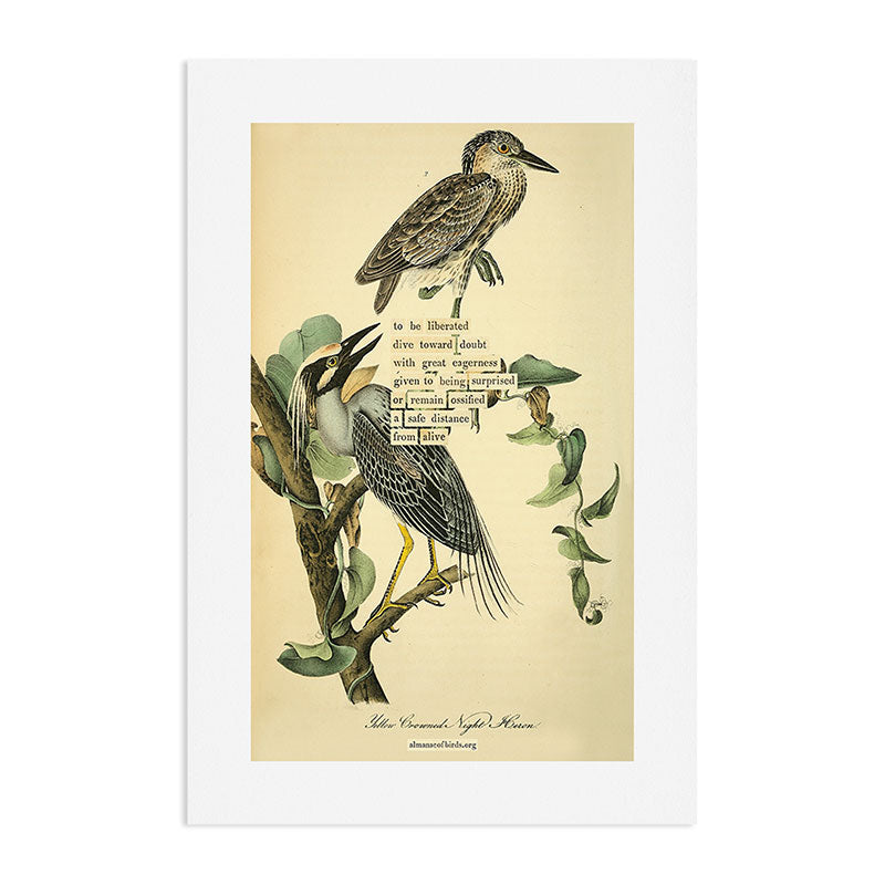 Bird Divinations: Yellow-Crowned Night Heron (about: almanacofbirds.org) Art Print Gallery Image 2