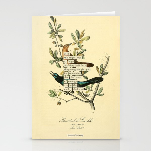 Bird Divinations: Boat-Tailed Grackle (about: almanacofbirds.org) Stationery Card Gallery Image 1