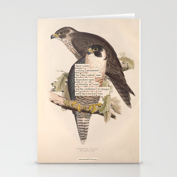 Bird Divinations: Peregrine Falcon (about: almanacofbirds.org) Stationery Card Gallery Image 1