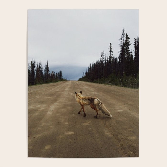 Road Fox Poster Gallery Image 4