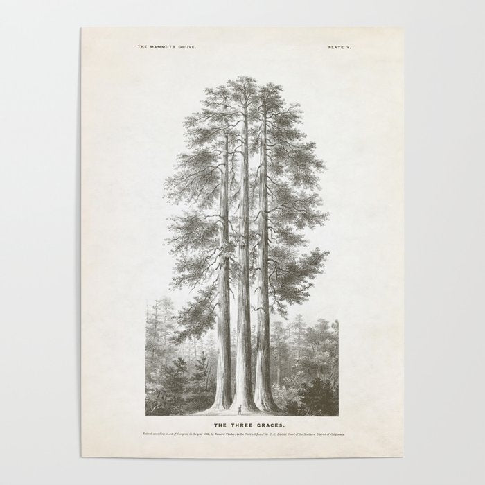 Sequoia Tree Illustration - The Three Graces at Mariposa Grove in Yosemite National Park Poster Gallery Image 3
