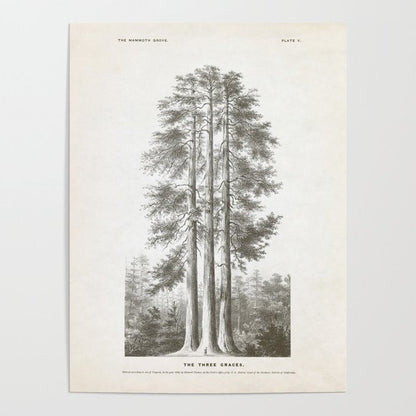 Sequoia Tree Illustration - The Three Graces at Mariposa Grove in Yosemite National Park Poster Gallery Image 1