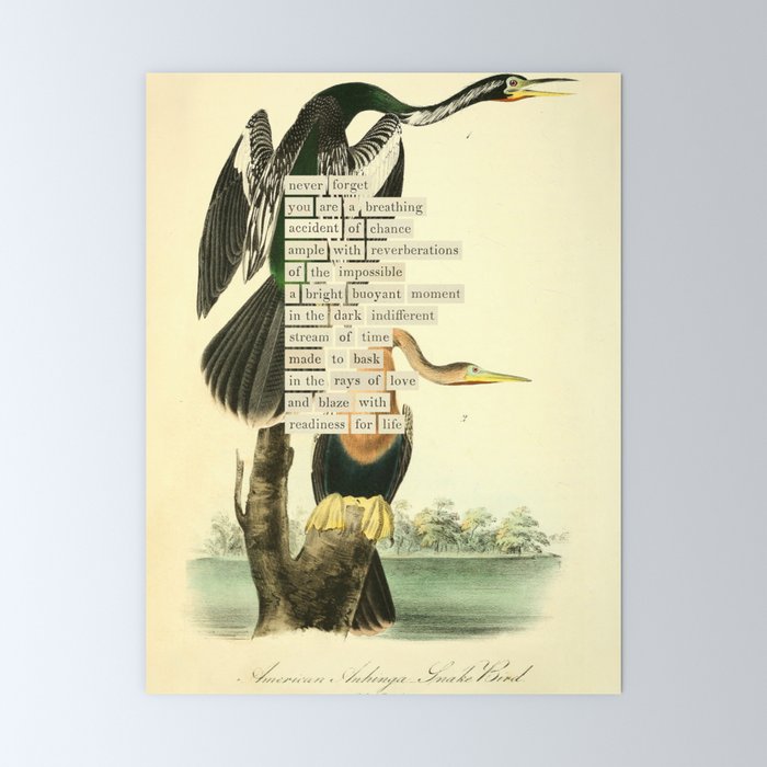 Bird Divinations: Snake Bird (about: almanacofbirds.org) Mini Art Print Gallery Image 6