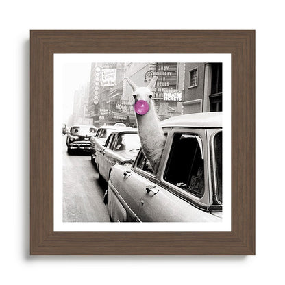 Perfect Pink Bubble Gum Llama taking a New York Taxi black and white photograph Framed Art Print Gallery Image 57