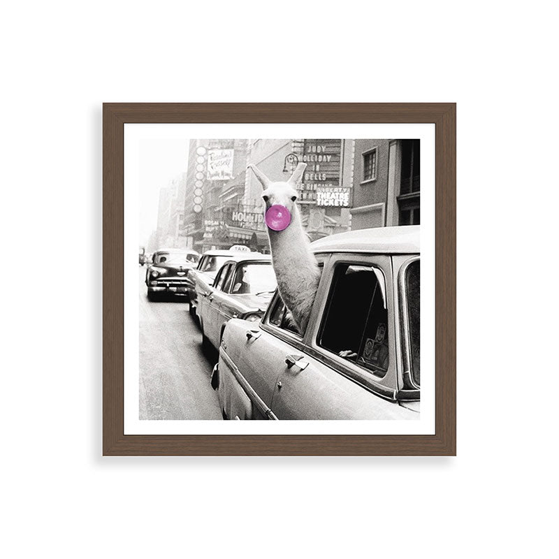 Perfect Pink Bubble Gum Llama taking a New York Taxi black and white photograph Framed Art Print Gallery Image 60