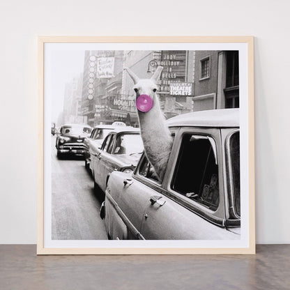 Perfect Pink Bubble Gum Llama taking a New York Taxi black and white photograph Framed Art Print Gallery Image 77