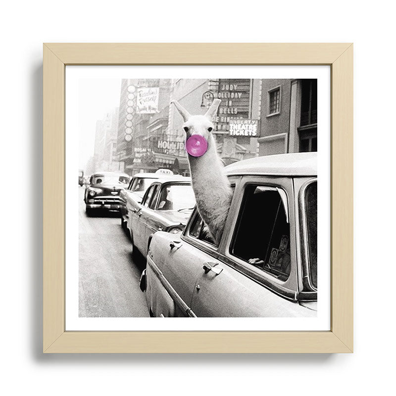 Perfect Pink Bubble Gum Llama taking a New York Taxi black and white photograph Framed Art Print Gallery Image 24