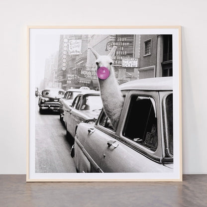 Perfect Pink Bubble Gum Llama taking a New York Taxi black and white photograph Framed Art Print Gallery Image 33