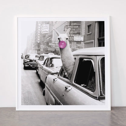 Perfect Pink Bubble Gum Llama taking a New York Taxi black and white photograph Framed Art Print Gallery Image 43