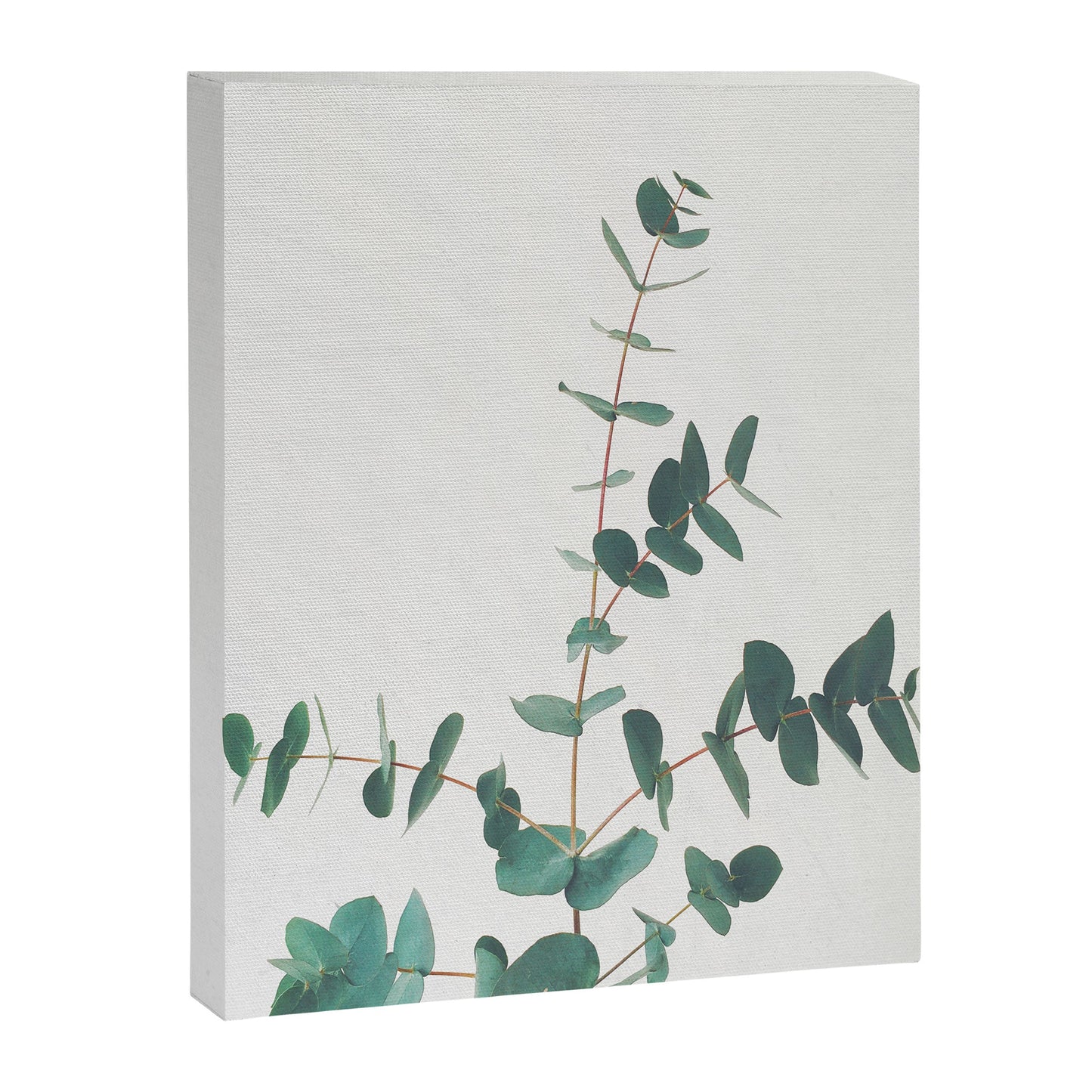 Eucalyptus Canvas Print Gallery Image 7