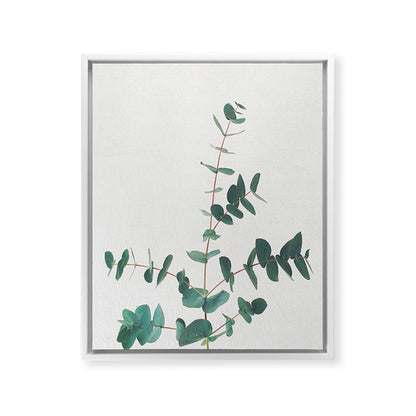 Eucalyptus Framed Canvas Print Gallery Image 35