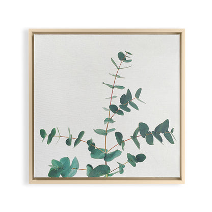 Eucalyptus Framed Canvas Print Gallery Image 24