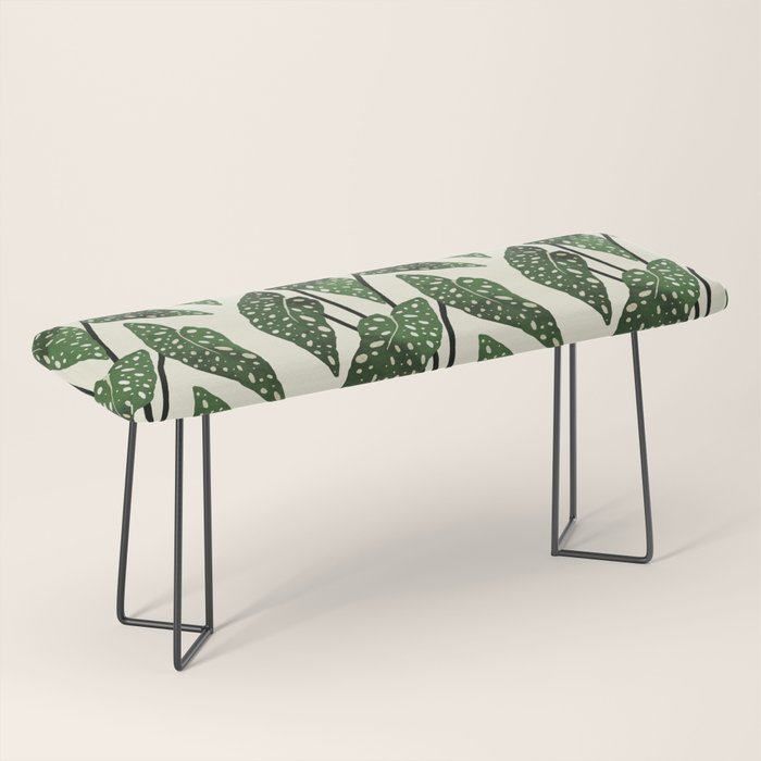 begonia maculata interior plant Bench Gallery Image 1