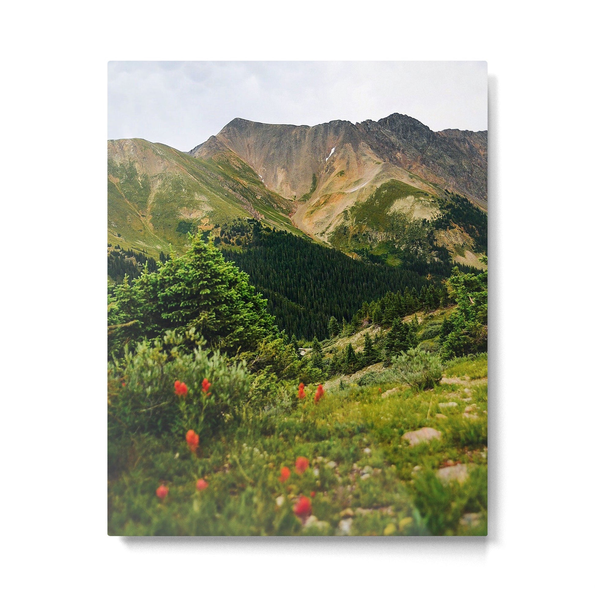 Loveland Pass Paintbrush Metal Print Gallery Image 2
