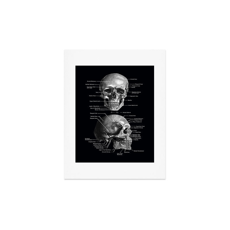 Skull Anatomy - Dark Version Art Print Gallery Image 3