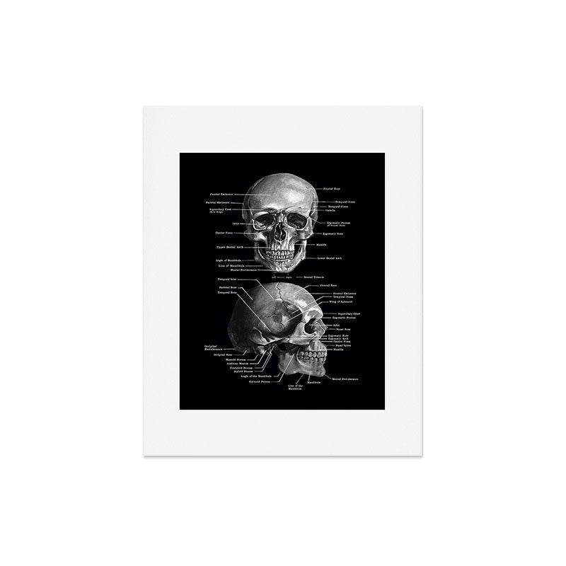 Skull Anatomy - Dark Version Art Print Gallery Image 6