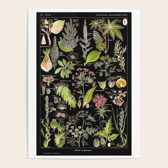 Adolphe Millot - Plantes dangereuses A (dangerous plants A) Poster Gallery Image 2