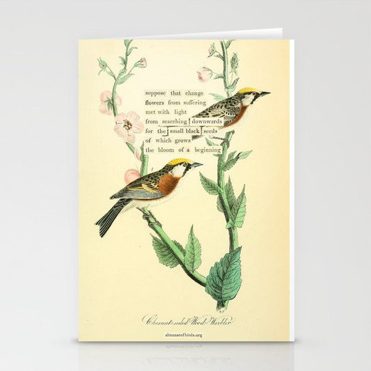 Bird Divinations: Chestnut-Sided Wood Warbler (about: almanacofbirds.org) Stationery Card Gallery Image 2