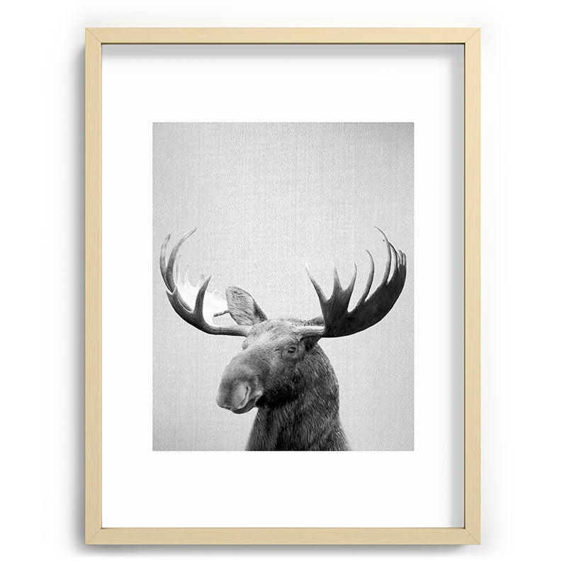 Moose - Black & White Framed Art Print Gallery Image 99