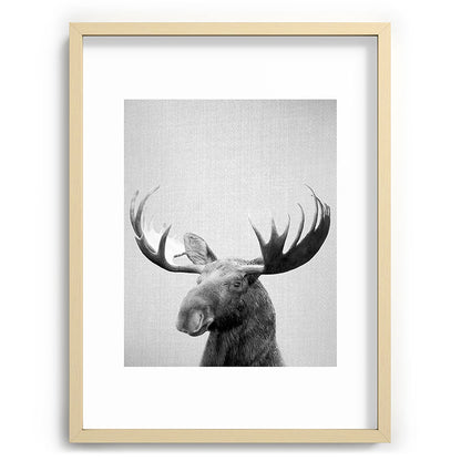 Moose - Black & White Framed Art Print Gallery Image 99