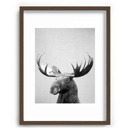 Moose - Black & White Framed Art Print Gallery Image 91