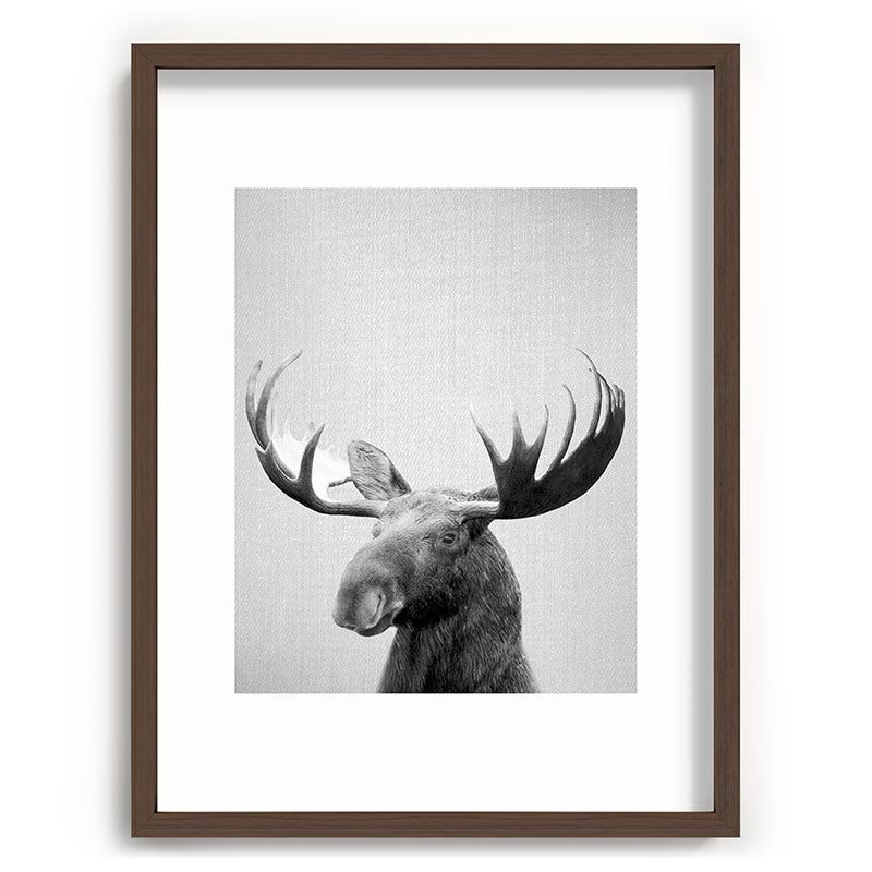 Moose - Black & White Framed Art Print Gallery Image 92