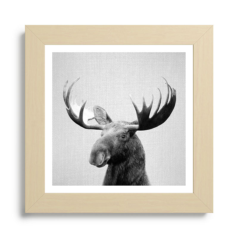 Moose - Black & White Framed Art Print Gallery Image 68