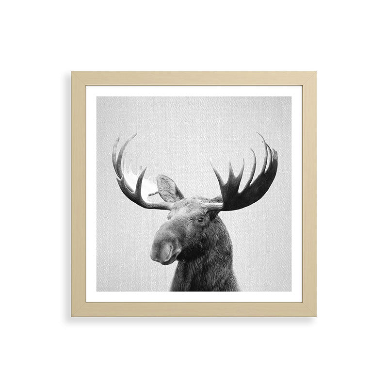 Moose - Black & White Framed Art Print Gallery Image 71