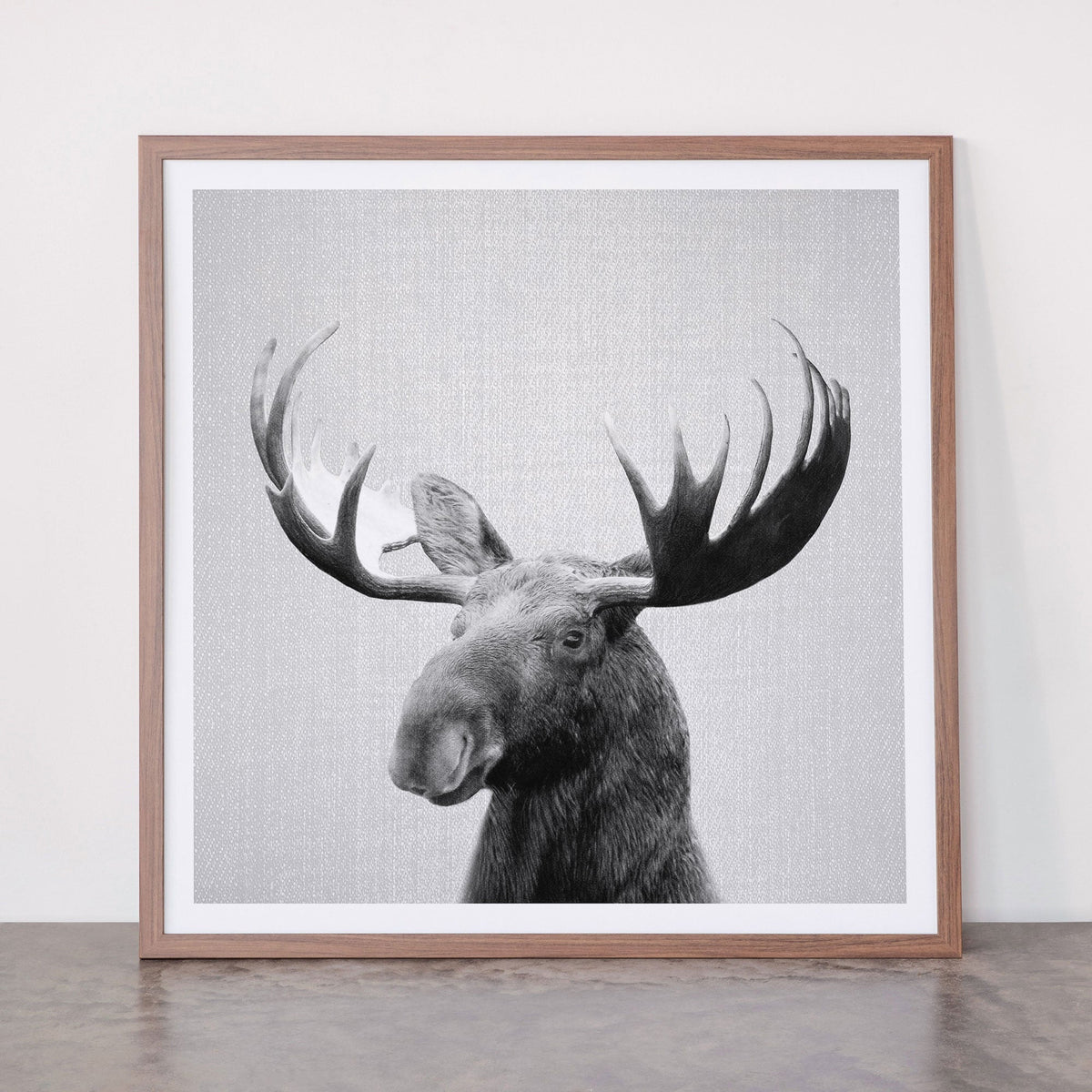 Moose - Black & White Framed Art Print Gallery Image 66