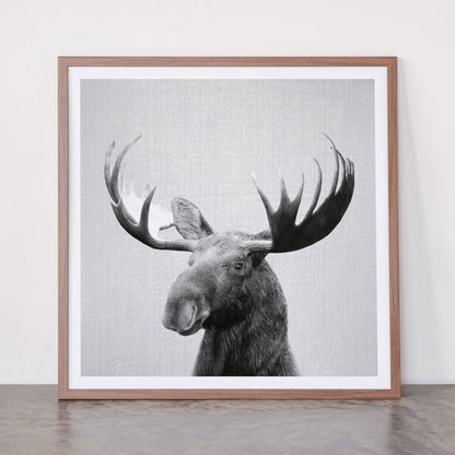 Moose - Black & White Framed Art Print Gallery Image 66