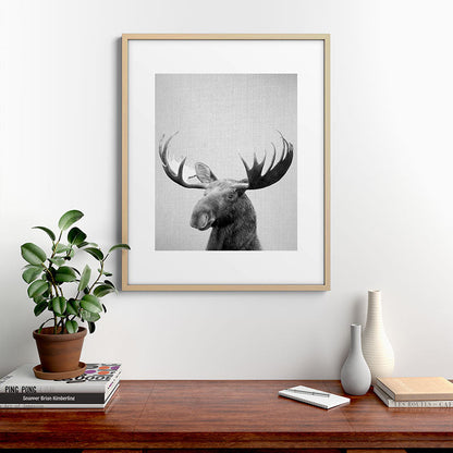 Moose - Black & White Framed Art Print Gallery Image 29