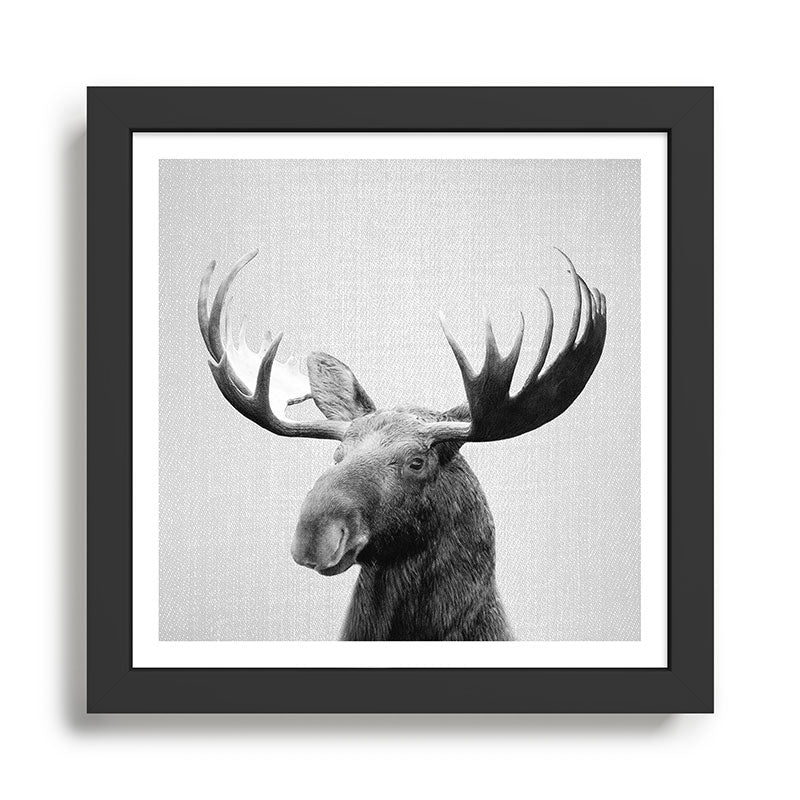 Moose - Black & White Framed Art Print Gallery Image 2