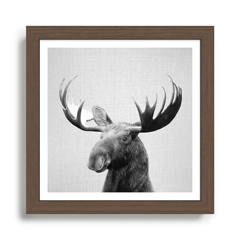 Moose - Black & White Framed Art Print Gallery Image 13