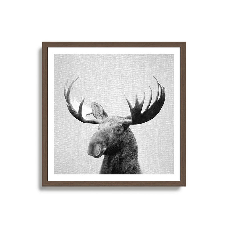 Moose - Black & White Framed Art Print Gallery Image 17
