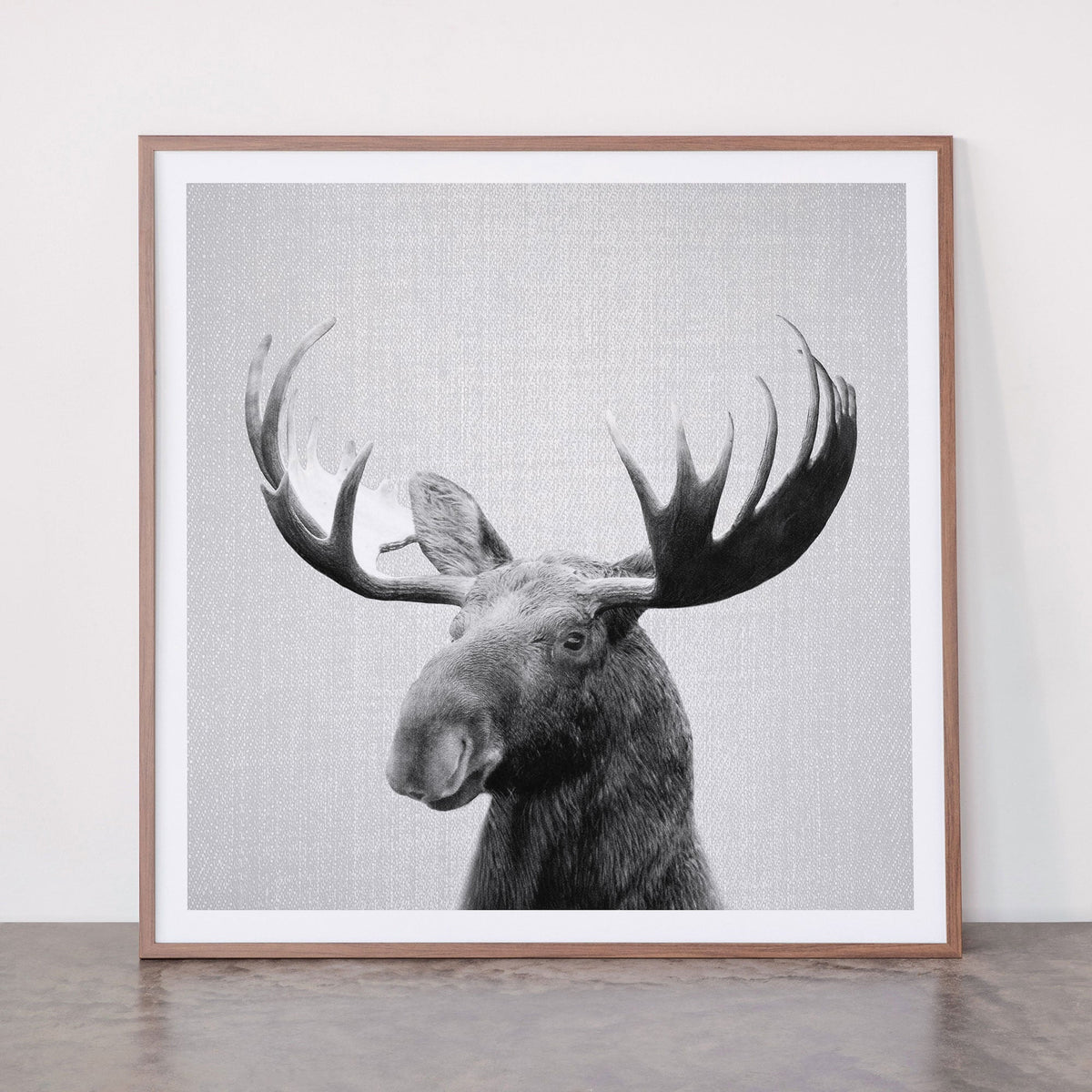 Moose - Black & White Framed Art Print Gallery Image 21