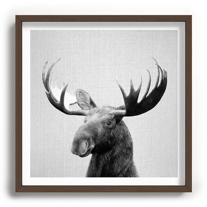Moose - Black & White Framed Art Print Gallery Image 101