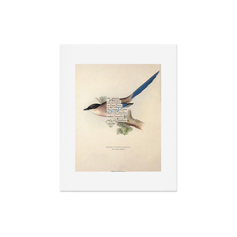 Bird Divinations: Azure Magpie (about: almanacofbirds.org) Art Print Gallery Image 5