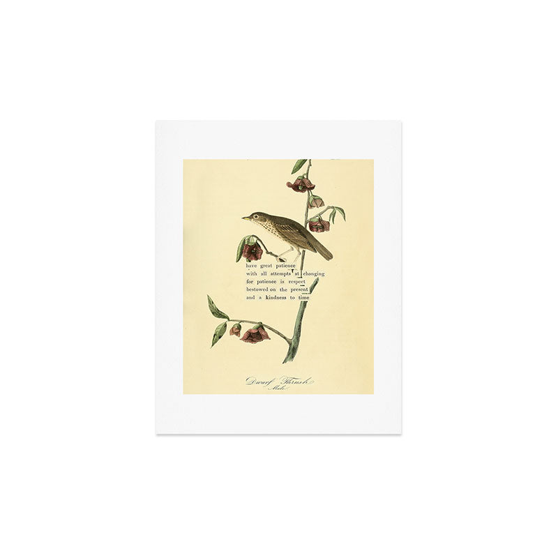 Bird Divinations: Dwarf Thrush (about: almanacofbirds.org) Art Print Gallery Image 3
