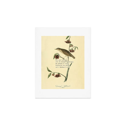Bird Divinations: Dwarf Thrush (about: almanacofbirds.org) Art Print Gallery Image 3