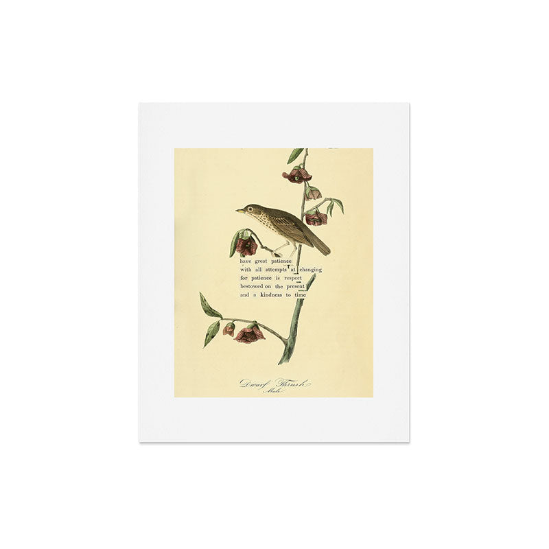Bird Divinations: Dwarf Thrush (about: almanacofbirds.org) Art Print Gallery Image 5
