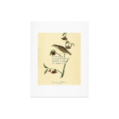 Bird Divinations: Dwarf Thrush (about: almanacofbirds.org) Art Print Gallery Image 6