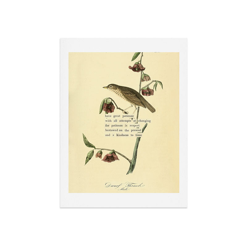 Bird Divinations: Dwarf Thrush (about: almanacofbirds.org) Art Print Gallery Image 7
