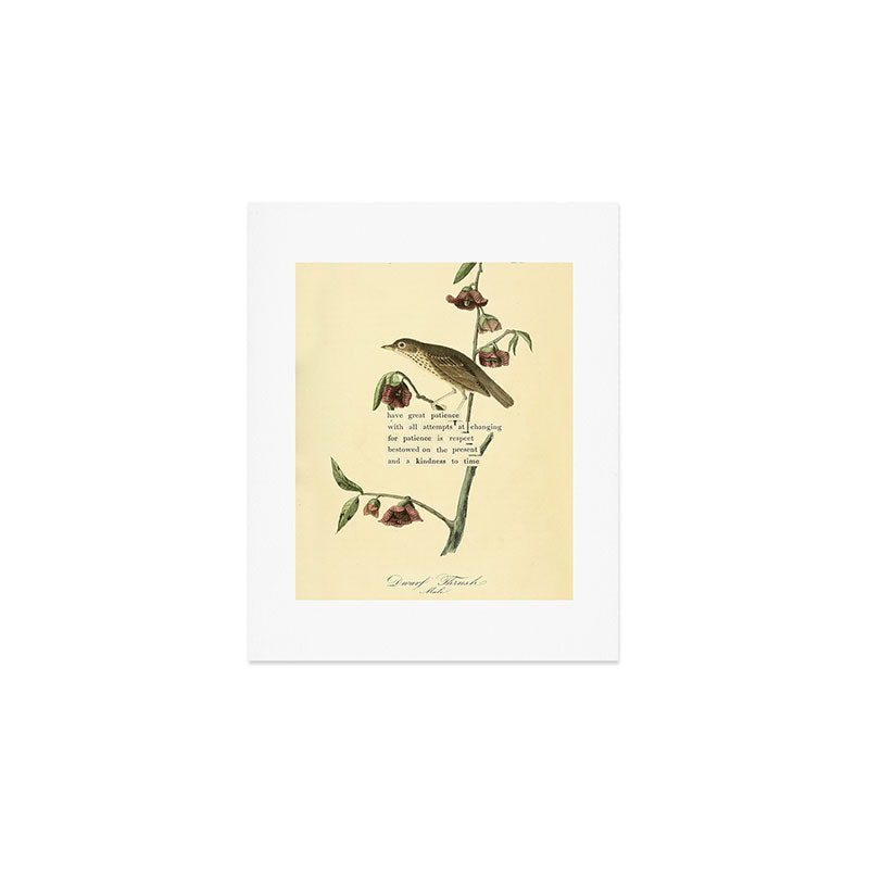 Bird Divinations: Dwarf Thrush (about: almanacofbirds.org) Art Print Gallery Image 1