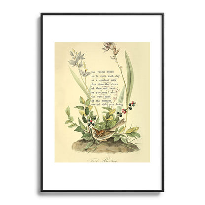 Bird Divinations: Field Bunting (about: almanacofbirds.org) Framed Art Print Gallery Image 83