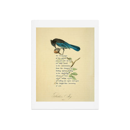 Stellers Jay Divination from # An Almanac of Birds # Divinations for Uncertain Days Art Print Gallery Image 7