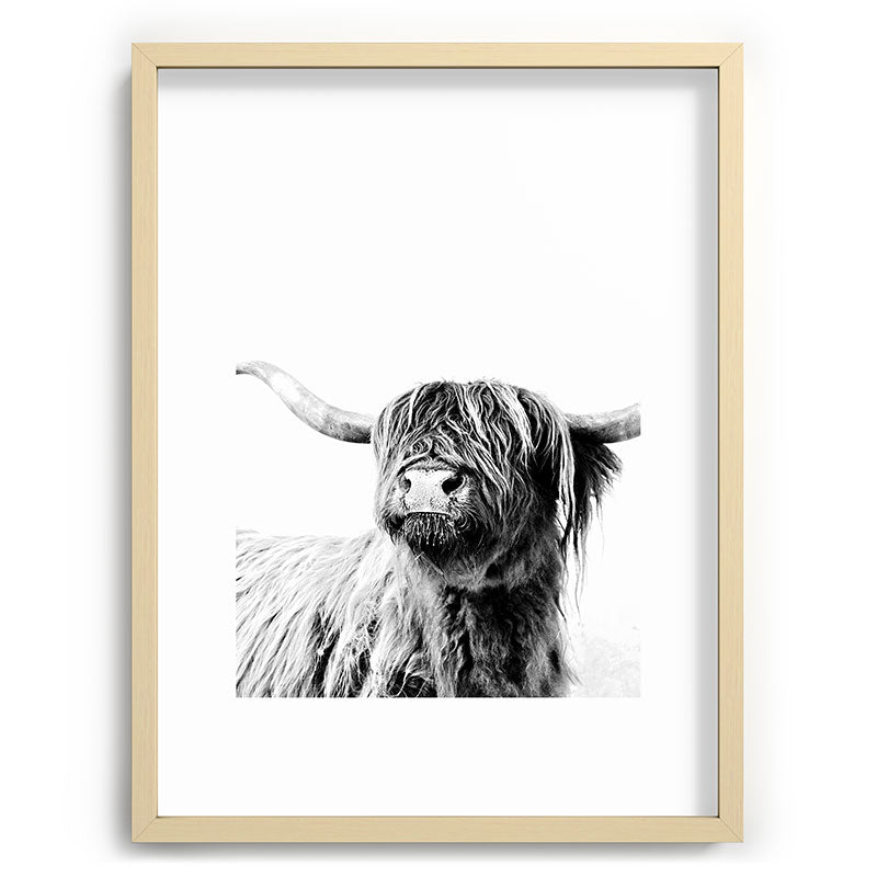 HIGHLAND CATTLE FRIDA Framed Art Print Gallery Image 100