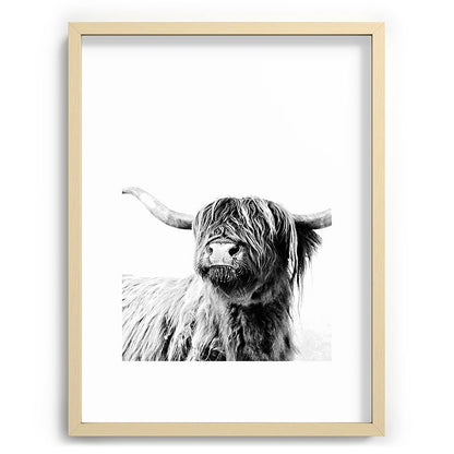 HIGHLAND CATTLE FRIDA Framed Art Print Gallery Image 99