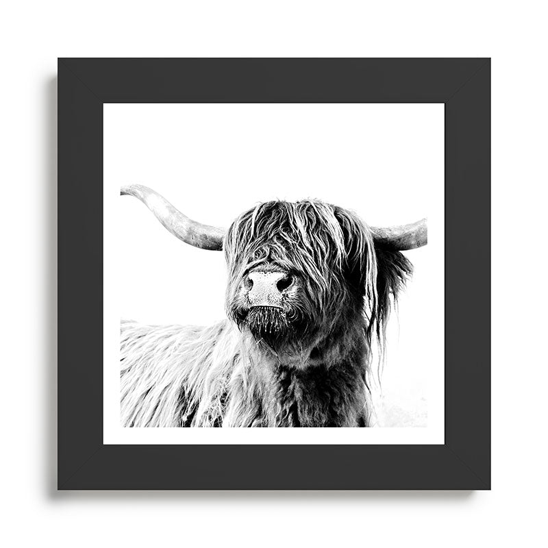 HIGHLAND CATTLE FRIDA Framed Art Print Gallery Image 46