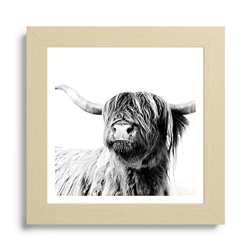 HIGHLAND CATTLE FRIDA Framed Art Print Gallery Image 68